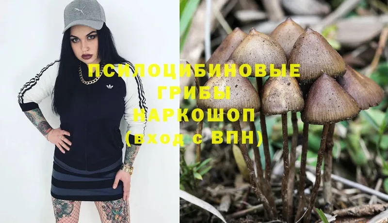 Псилоцибиновые грибы Magic Shrooms  как найти закладки  Грозный 